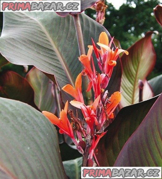 Canna indica purpurea - hlíza