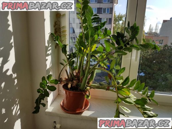 Pokojové květiny Pokojové květiny