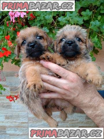 Norfolk Terrier