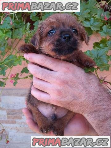 Norfolk Terrier