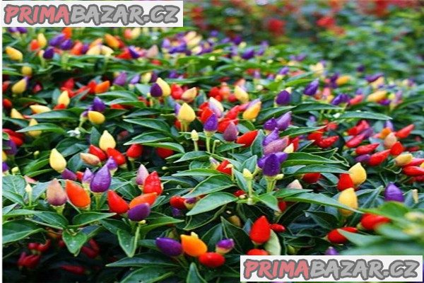 Chilli Chinese Five Color - semena