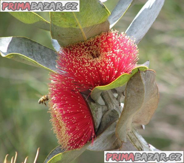 Eucalyptus  Macrocarpa - semena