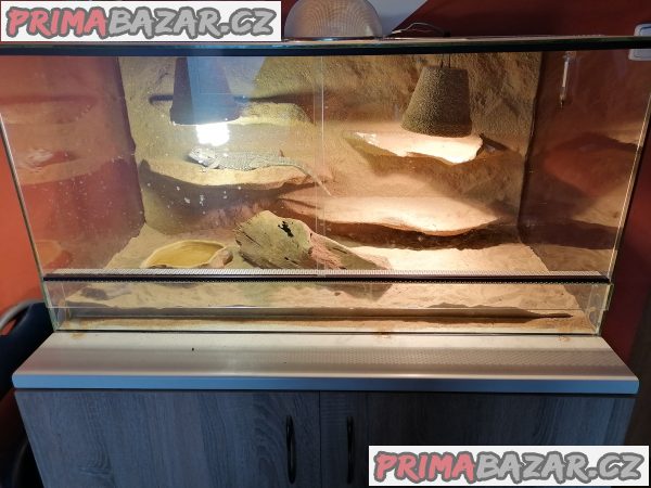 terarium-i-s-agamou