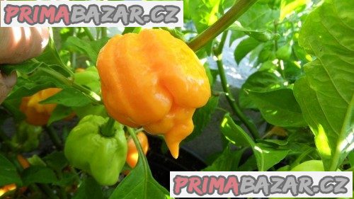 Chilli Trinidad Moruga Scorpion Yellow - semena