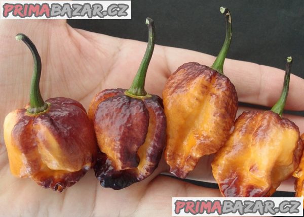 Chilli Pocmark Orange - semena