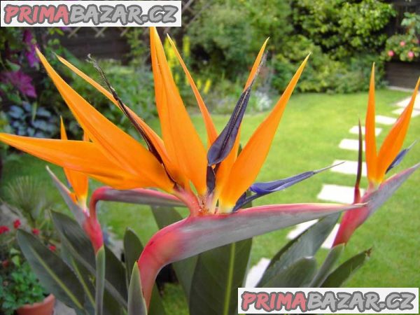 Strelitzia Reginae - sazenice