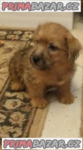 Norfolk Terrier