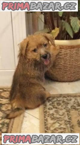 Norfolk Terrier