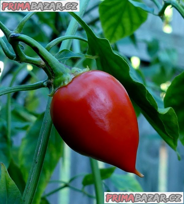 Chilli paprička Naranga - semena