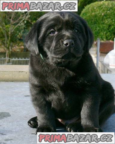 Labrador štěňata po špičkových rodičích