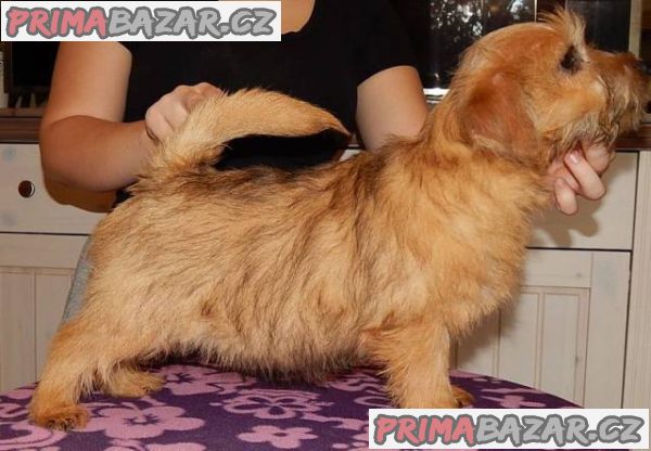 Norfolk Terrier