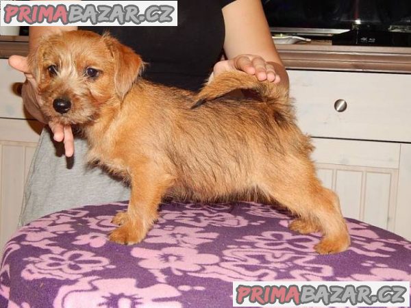 Norfolk Terrier