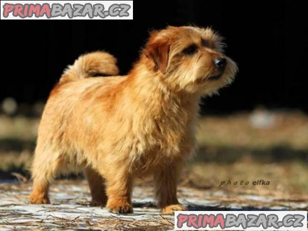 Norfolk Terrier