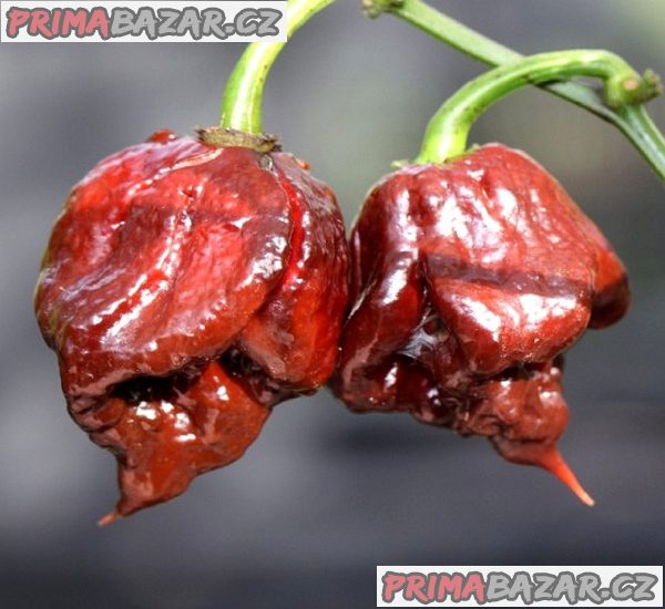 Chilli Carolina reaper chocolate  - semena