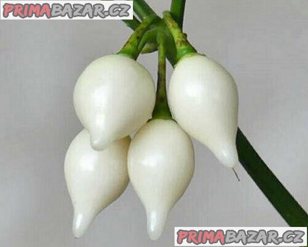 Chilli Biquinho white - semena