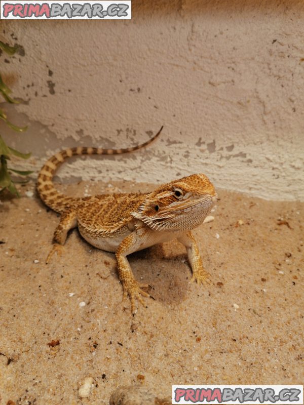 Agama vousata