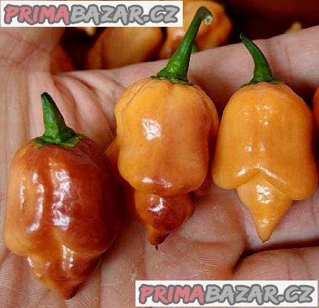 Chilli Orange tiger - semena