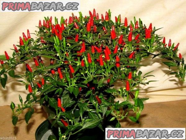 Chilli Small Thai - semena Chilli Small Thai - semena