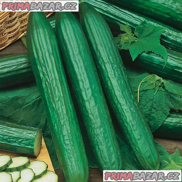 Okurka Telegraph - semena Okurka Telegraph - semena