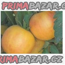 rajce-garden-peach-semena