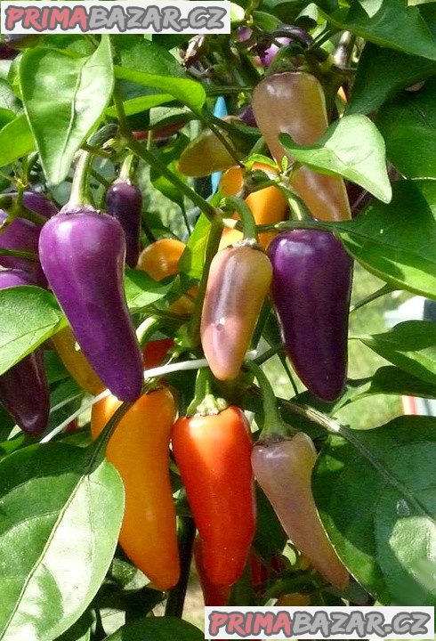 Chilli Jalapeňo Multicolor - semena