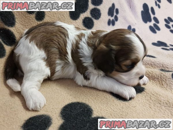 Pěkný cavachon k dispozici Pěkný cavachon k dispozici