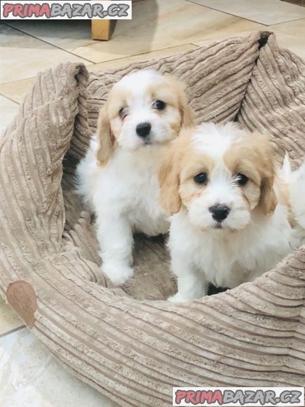 Pěkný cavachon k dispozici Pěkný cavachon k dispozici