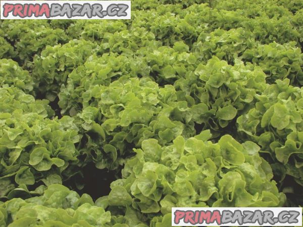 salat-dubagold-semena