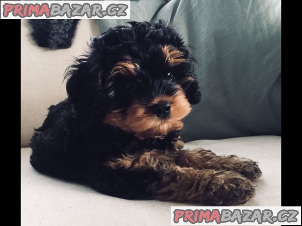 Pěkný cavapoo k dispozici