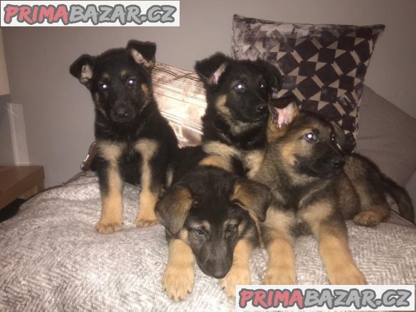 Krásná německá tráva nesouhlasu Krásná německá tráva nesouhlasu