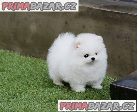 Pěkný pomeranian k dispozici