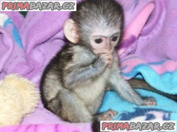 zovialni-a-roztomile-detske-kapucinske-opice-na-prodej