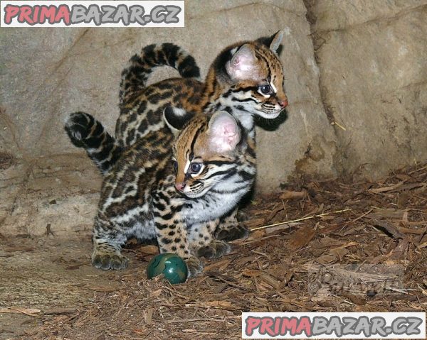 kotata-ocelot-na-prodej