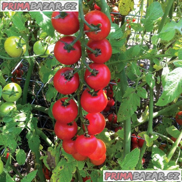 rajče Nectar AV - semena