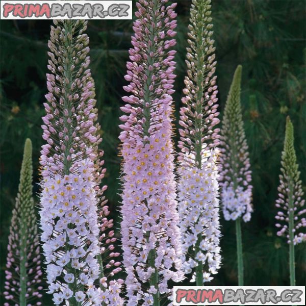 Eremurus Robustus - semena