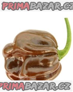 chilli-chocolate-habanero-semena
