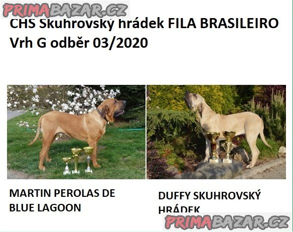 Brazilská Fila, štěňata s PP