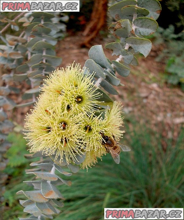 Eucalyptus Kruseana - semena