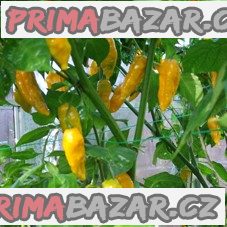 Chilli Fatali yellow - semena