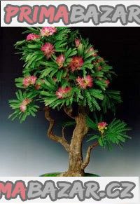 Albizia Julibrissin - semena