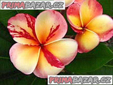 Plumeria Frangipani Top Angel - semena