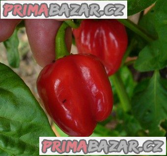 chilli Habanero Tobago - semena