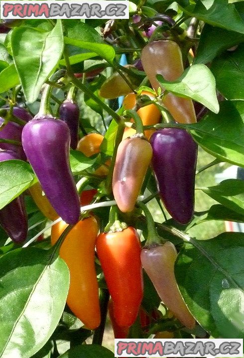 Chilli paprička Jalapeňo Multicolor - semena