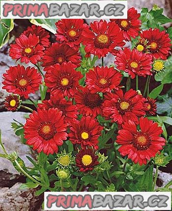 Gaillardia Burgunder „Kokarda“ - semena