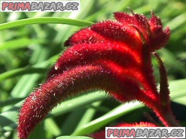 Anigozanthos Flavidus - semena