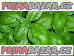 Bazalka fino verde - semena