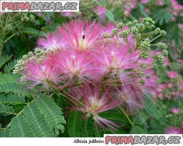 Albizia Julibrissin - semena