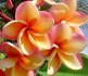 Plumeria Frangipani Imperial Topaz - semena