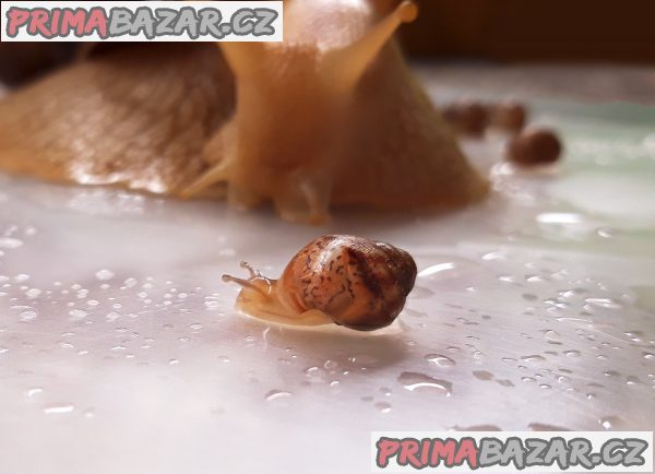 Achatina Immaculata Šneci zdarma