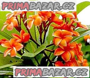 Plumeria Frangipani Coral Orange - semena